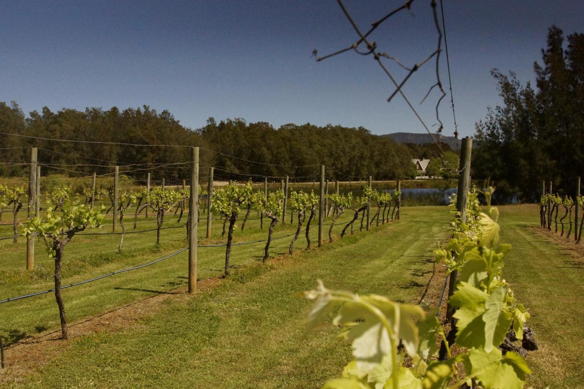 The Carriages Boutique Hotel And Vineyard Pokolbin Luaran gambar